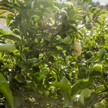 With Terrace And Sea View - Lucic