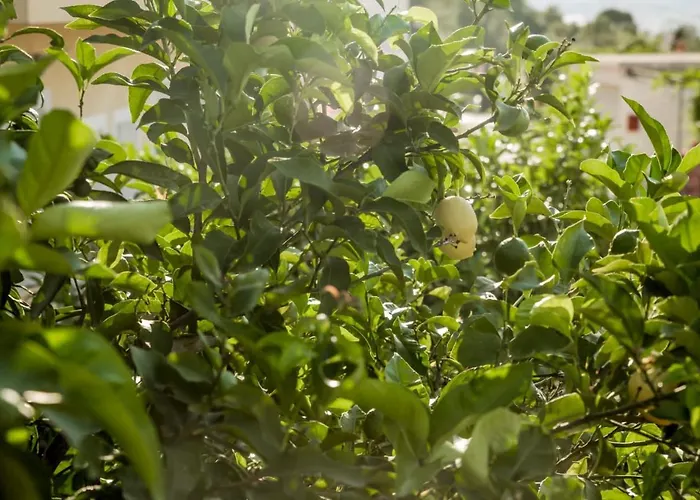 With Terrace And Sea View - Lucic